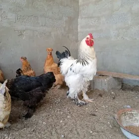 arginal brama horaz