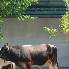окуз