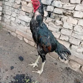 horaz