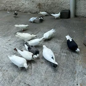 kepderi