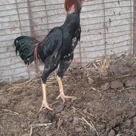 taşkent horaz
