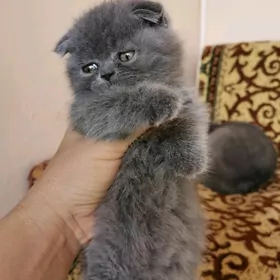 Шотлан пишик
