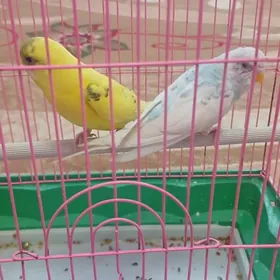 guş