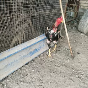cal batu guzyl seryoska babay