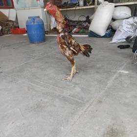 baysow horaz