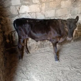 okuzc