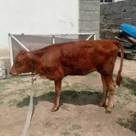 şwes tüwe