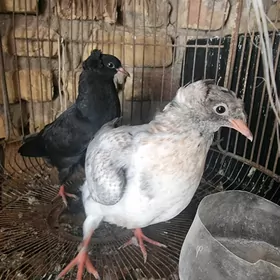Kepderi