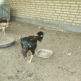 horaz