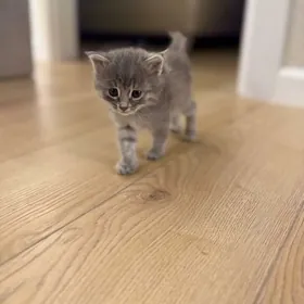 КОТЁНОК ДЕВОЧКА