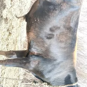 Öküz bakylan yerlimal mal