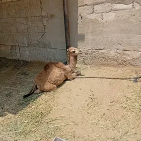 köşekli düye