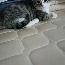 Кошка