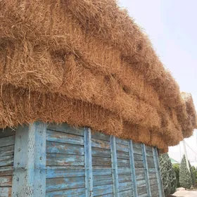 саман араса бугдай санан