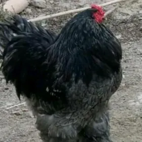 brama blu