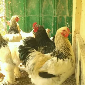 Balakly Horaz brama arassa