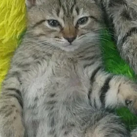 котёнки