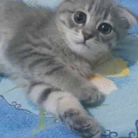 котята