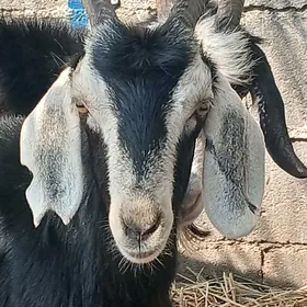 dog erkeç yanar dag geçi