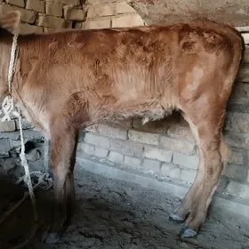 arzan goleli sygyr