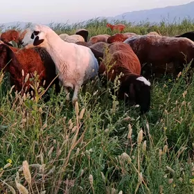 Goç