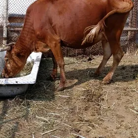 agyr bogoz sygyr