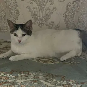 Пропала кошка
