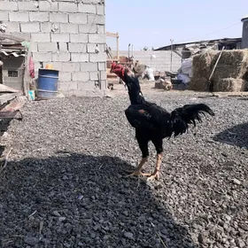 Guş