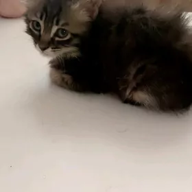 котёнок