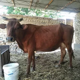 goleli sygyr
