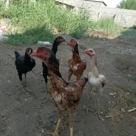 Taskent juyje horaz