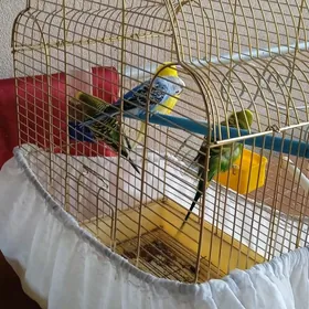 Попугаи