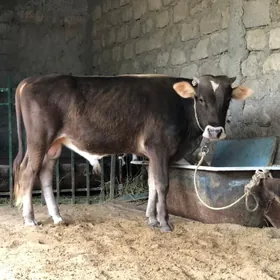 Siwet Öküz