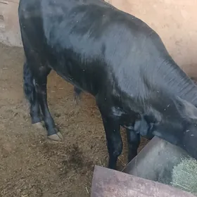 Öküz