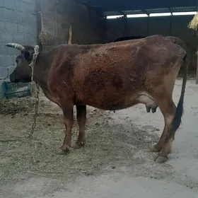 göleli sygyr