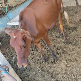 sygyr