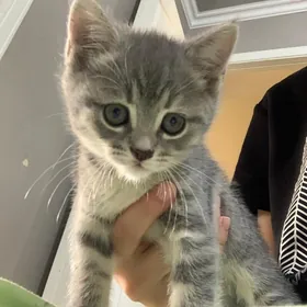котенок  в добрые ру