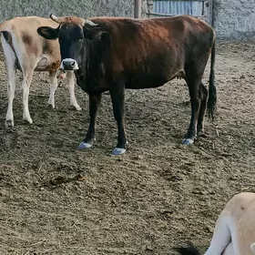 gysyr sygyr.