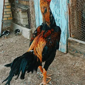 paroda