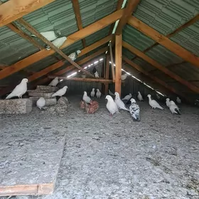 kepderi
