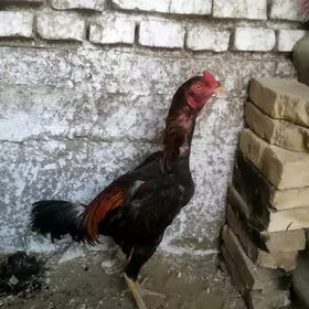 Horaz