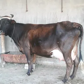 goleli