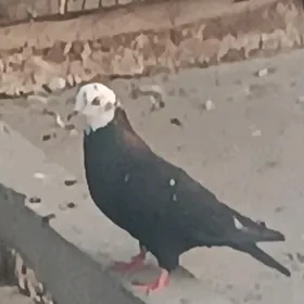 kepderi