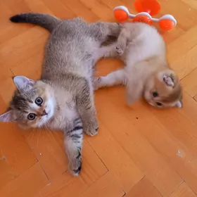 Шотландский прямоухий