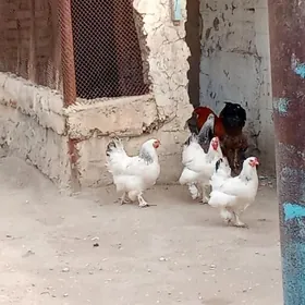 paroda tawuklar
