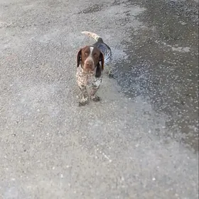 Awçu