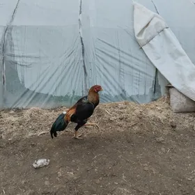 Paroda horaz