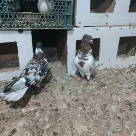kepderi