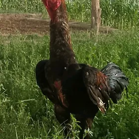 arassa horaz