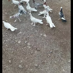 Kepderi